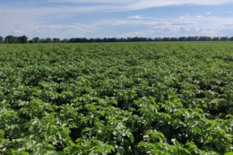 Американські вчені знищили нематоду на зараженому картопляному полі 