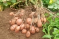У «Десні» на одному полі вирощують продовольчу картоплю з насіннєвою