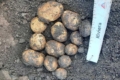 Один із сортів сформував на 60-ий день понад 1,7 кг картоплі під кущем