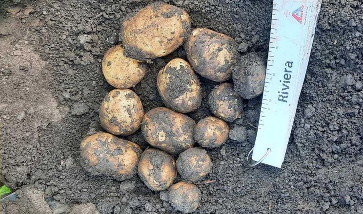 Один із сортів сформував на 60-ий день понад 1,7 кг картоплі під кущем