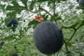 Виробник тепличних томатів зацікавився кавунами
