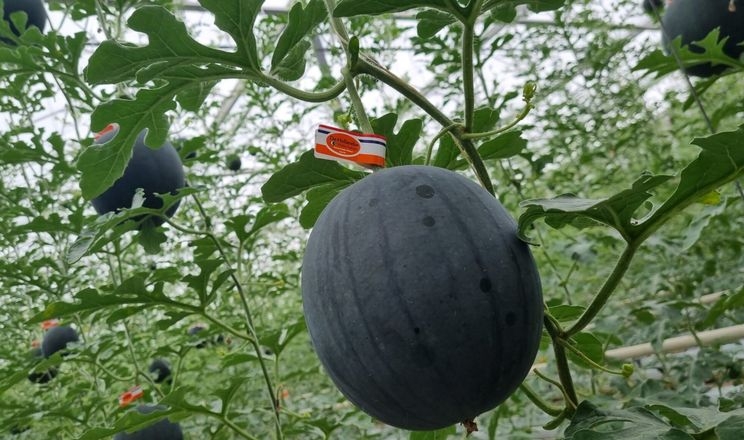 Виробник тепличних томатів зацікавився кавунами