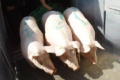 Понад 250 живих свиней імпортували до України з Ірландії та Франції