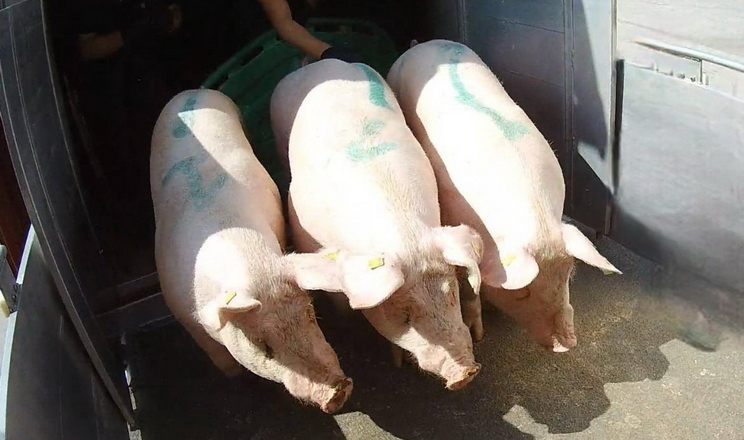 За 10 місяців імпорт живих свиней зріс на 40,2%