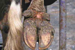 Важливо не лише скільки обрізають із ратиці корови, а й скільки лишають