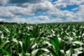 Післяжнивні посіви вики ярої підвищують зернову продуктивність кукурудзи, – дослідження