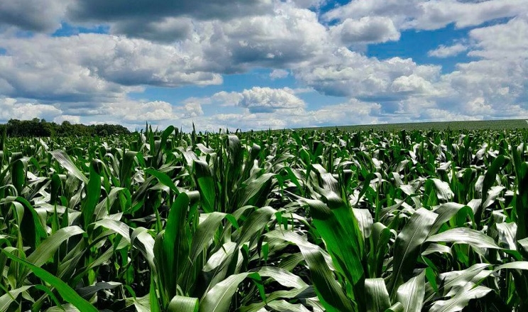 Фермер назвав три чинники прибутковості кукурудзи
