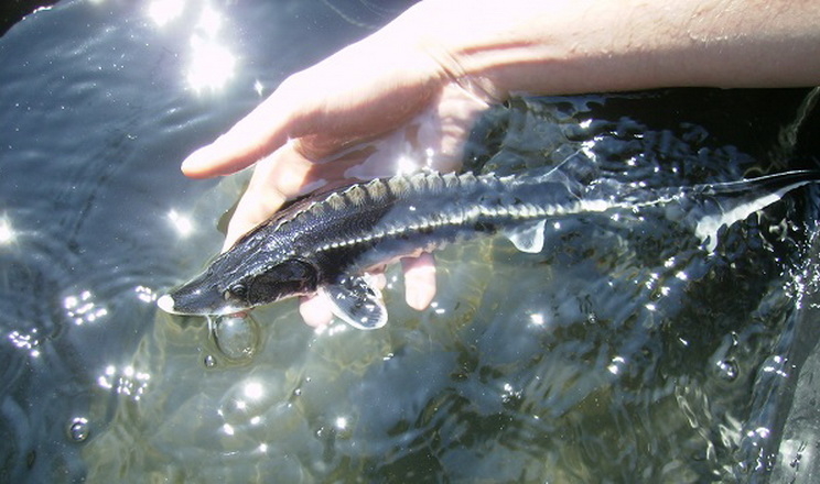 У Дунаї вперше за останні 5 років масово з’явилася молодь осетрових риб