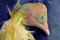 Ембріони птиці часто гинуть через низьку проникність шкаралупи яйця