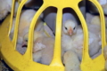 Кормова добавка знижує потребу в антибіотиках для птиці й тварин