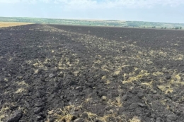 Господарство на Черкащині корегує технологію в умовах посухи