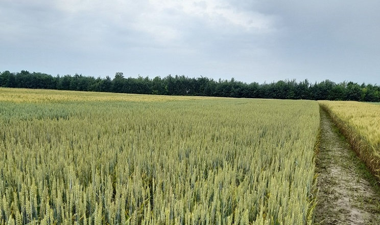Вологозапаси ґрунту в горизонті до 40 см на Львівщині високі