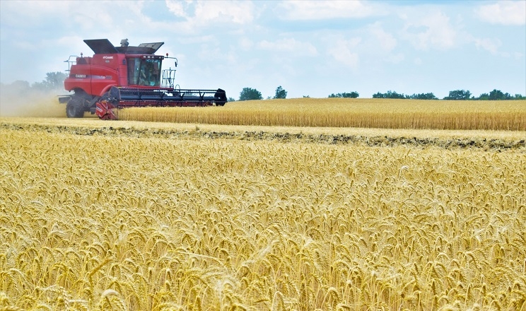 Озиму пшеницю на Київщині збирають з урожайністю 54 ц/га