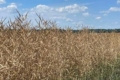 «МХП-Урожай» звітує про рекордну урожайність озимого ріпаку