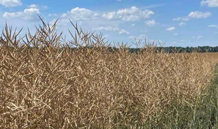 «МХП-Урожай» звітує про рекордну урожайність озимого ріпаку