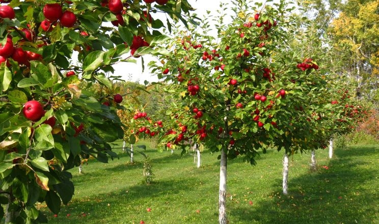 Професорка порадила підщепи яблунь для аматорського саду