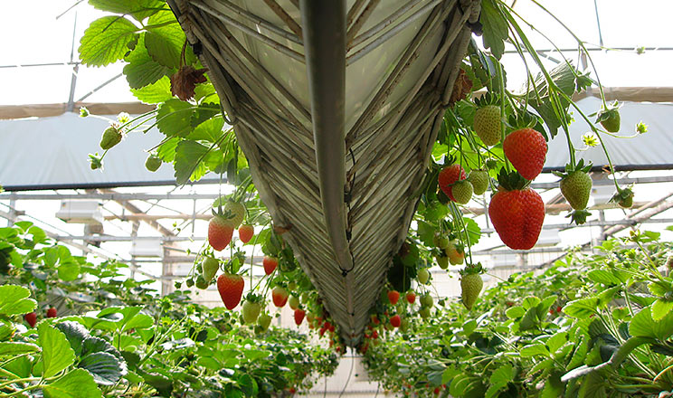 Яблучний сезон приносить сюрпризи, а ягідний — дає суворі уроки. Світло в кінці тунелю експерти бачать у теплицях і черешні