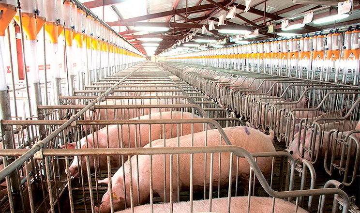 Які особливості годівлі свиноматок РІС у транзитний період