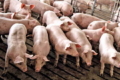 Агрокомбінат «Слобожанський» нарощує поголів'я свиней, знищене за окупації