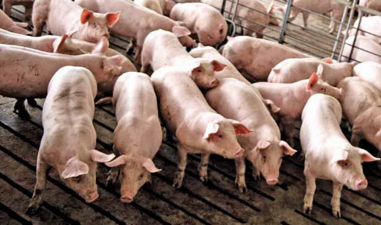 За свиней забійних кондицій пропонують у середньому 66,1 грн/кг