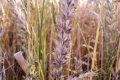 Як вчасно виявити ураження озимої пшениці твердою сажкою