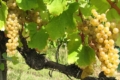 Закарпатський винороб переміг на відомому конкурсі вин