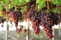 Багато безнасінних сортів винограду чутливі до холоду та грибних хвороб