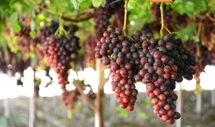 Світове виробництво столового винограду продовжить зростати
