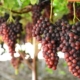 Уряд збільшив гранти на виноград