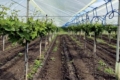 Під Одесою вирощують виноград за італійською технологією