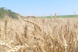 Вартість ячменю зростає слідом за цінами на пшеницю та кукурудзу