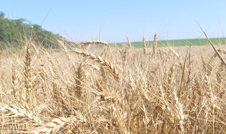 Вартість ячменю зростає слідом за цінами на пшеницю та кукурудзу