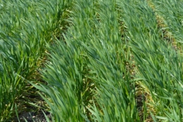 У посівах озимих та ярих зернових фіксують збільшення активності шкідників