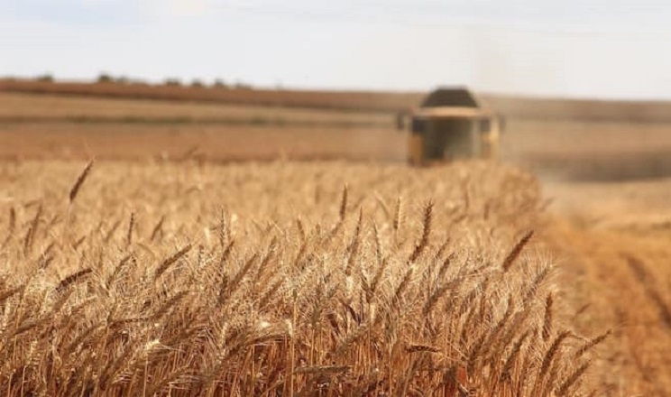 Валовий збір зерна на Одещині вже перевищив 1 млн тонн