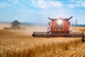 Урожайність озимих ріпаку та пшениці на Рівненщині в підсумку вища від минулорічної