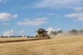 АФ «Ольгопіль» почала жнива озимої пшениці: урожайність на рівні минулого року