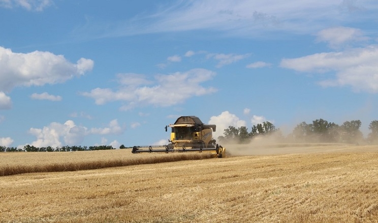 АФ «Ольгопіль» почала жнива озимої пшениці: урожайність на рівні минулого року