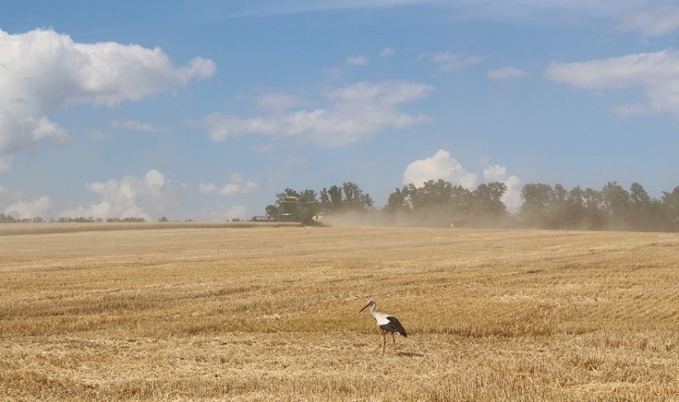 Українські аграрії намолотили 22,961 млн  тонн ранніх зернових