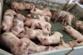Свинина живою масою за тиждень подорожчала на 4,1%