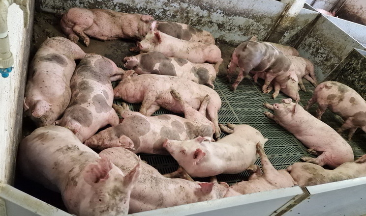 Свинина живою масою за тиждень подорожчала на 4,1%