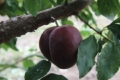На Чернігвщині вирощують чорну абрикосу, схрещену зі сливою та аличею