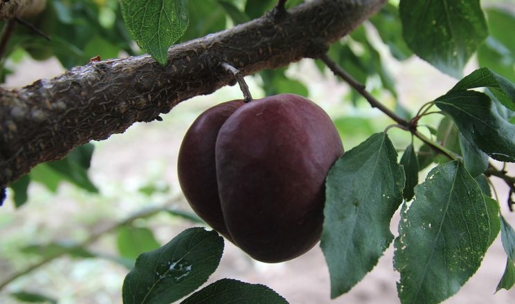 На Чернігвщині вирощують чорну абрикосу, схрещену зі сливою та аличею