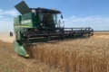 Урожайність пшениці в Черкаському кластері «Агрейн» перевищує минулорічну