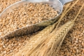 Ціни на ринку зернових на олійних трохи впадуть