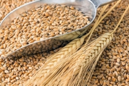 Україна експортувала 718 тис. тонн зерна