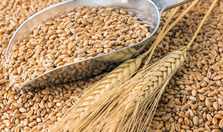 Румунія дозволила імпортувати українське зерно за компромісною схемою