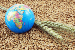 На експорт пішло майже 34,6 млн тонн зерна