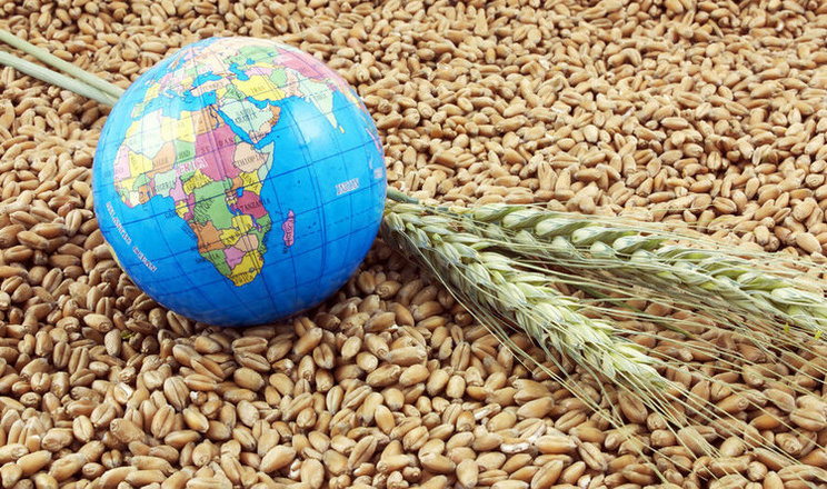 Україна зможе експортувати 50 млн тонн зернових і олійних