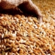 Україна експортувала понад 28,1 млн тонн зерна