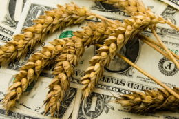 Ціни на зернові та олійні трішки зростуть